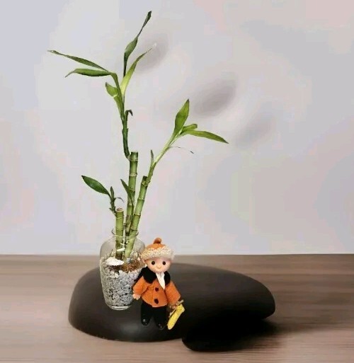 3 Live Lucky Bamboo 4″6″8″ FREE Dog Treats, Indoor Perennial Plants, Free Ship