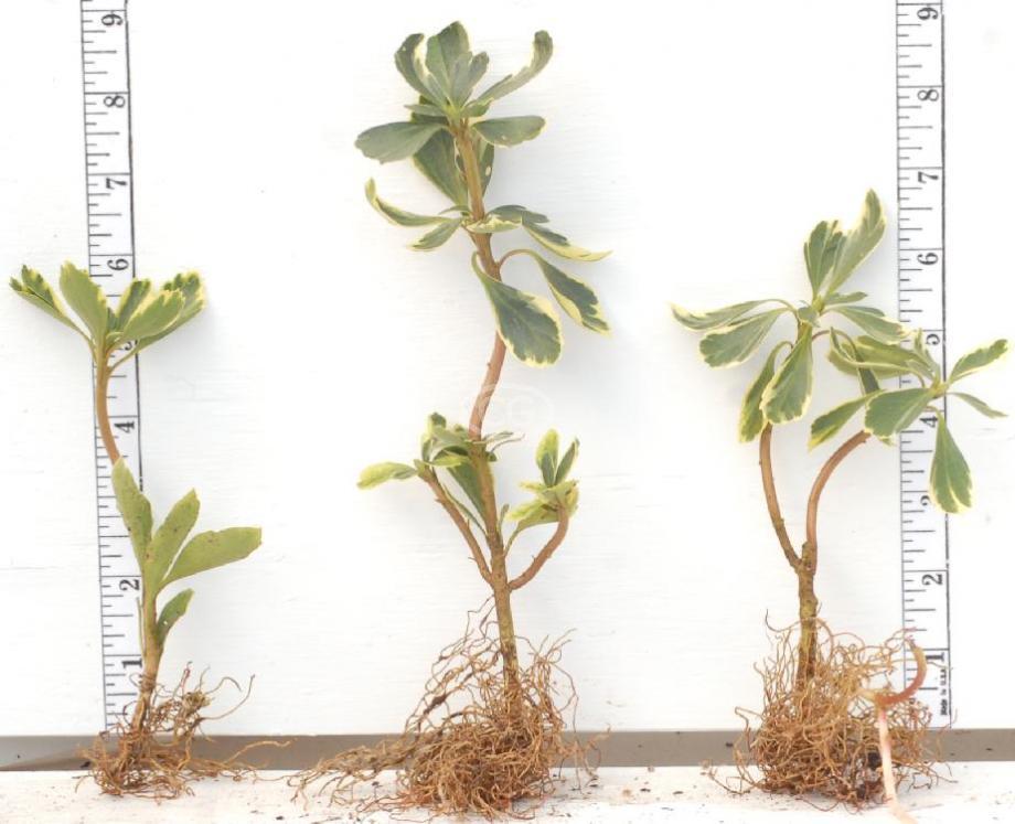 Pachysandra Silver Edge 100 Bare Root Plants
