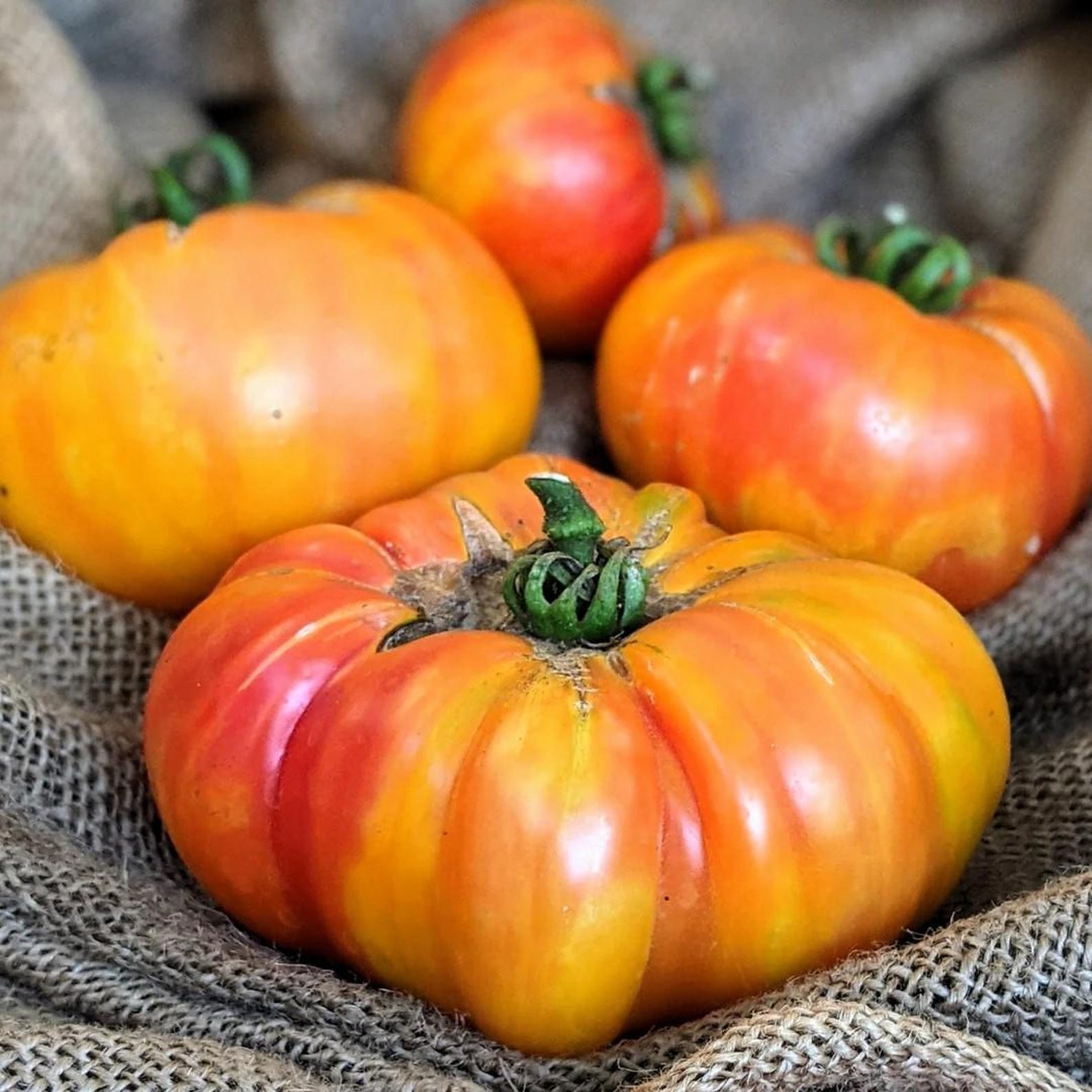 Lot of 6 Live Heirloom Tomato Plants -BIG RAINBOW- 6 to 8 inches, 60+ Days Old