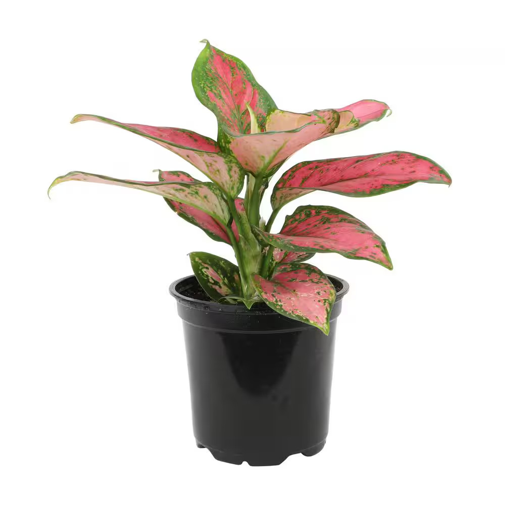 4.25 In. Pink Chinese Evergreen Aglaonema Beauty Live House Plant in Grower Pot