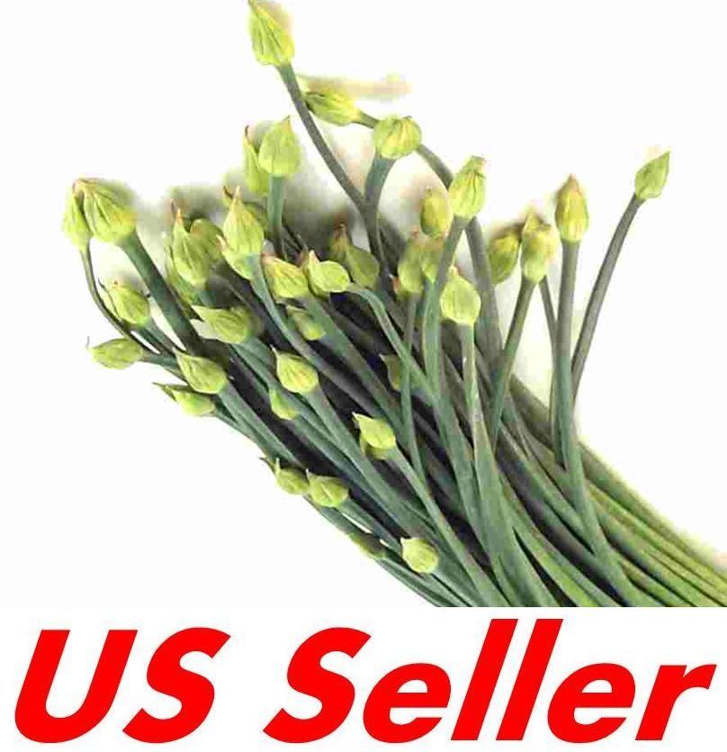 100 Seeds Leek Bolt Seeds E135, Garlic Chives Chinese Leek Vegetable Seeds