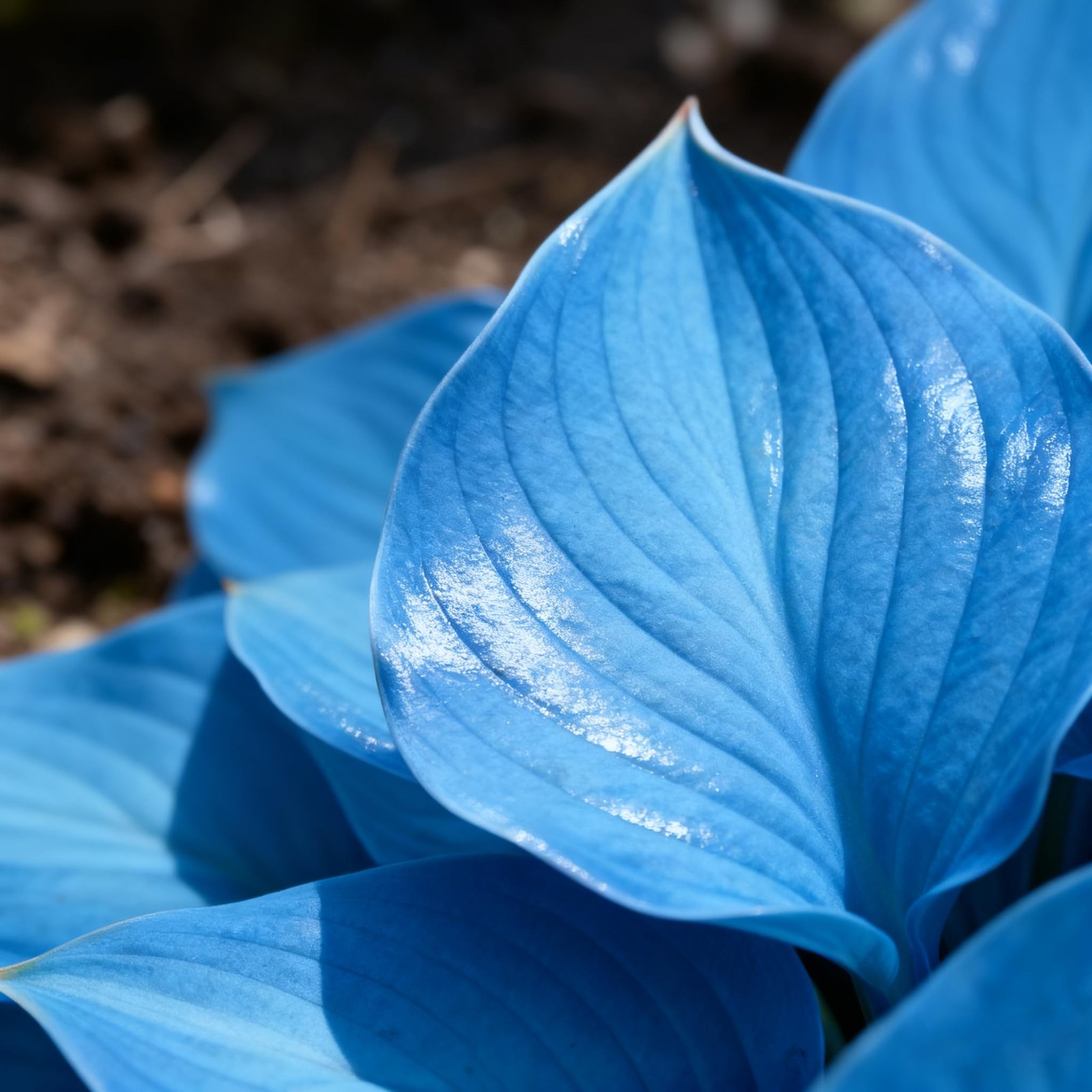 200+ Hosta Seeds for Planting, Mixed Color Perennial Seed, Mix