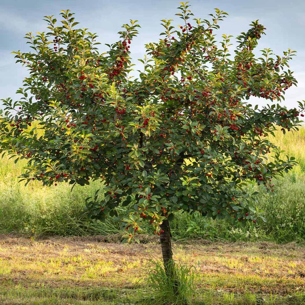 Black Tartarian Sweet Cherry Tree Live Plant Edible Fruit Garden Orchard 4-5 Ft