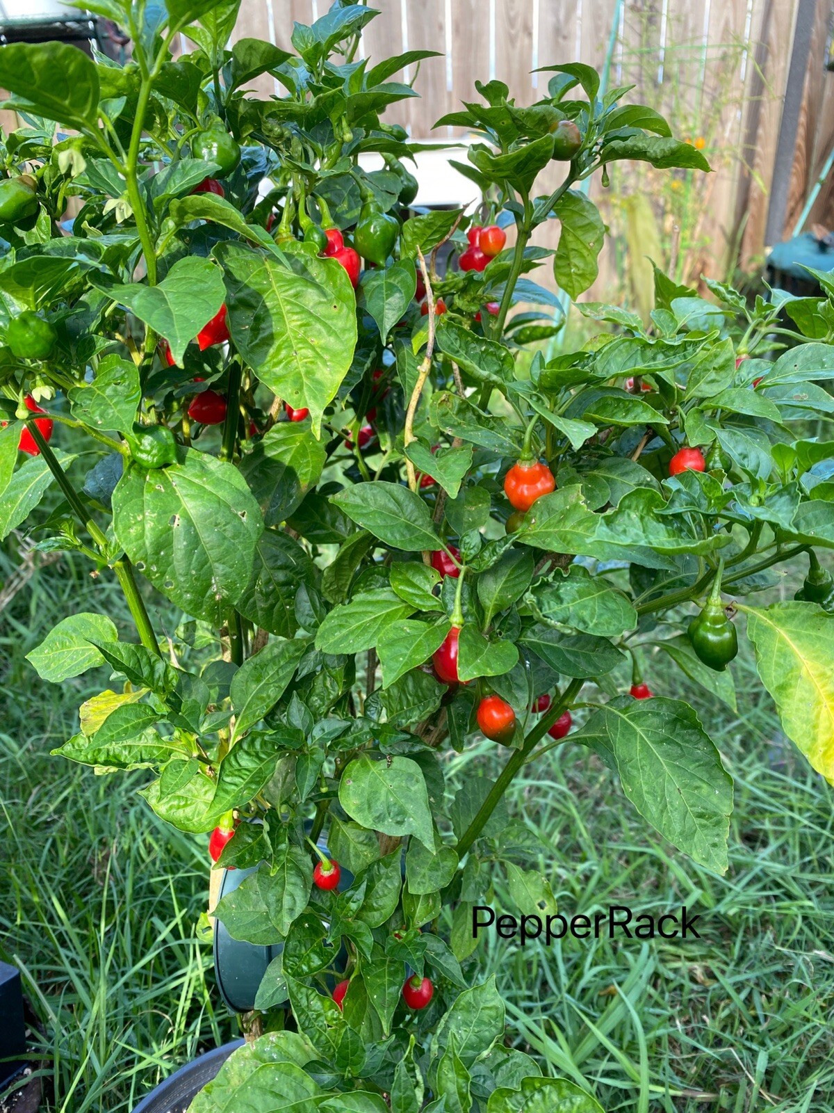 RARE✿ Heirloom Piaozinho Chili Pepper 10 Seeds ●Productive