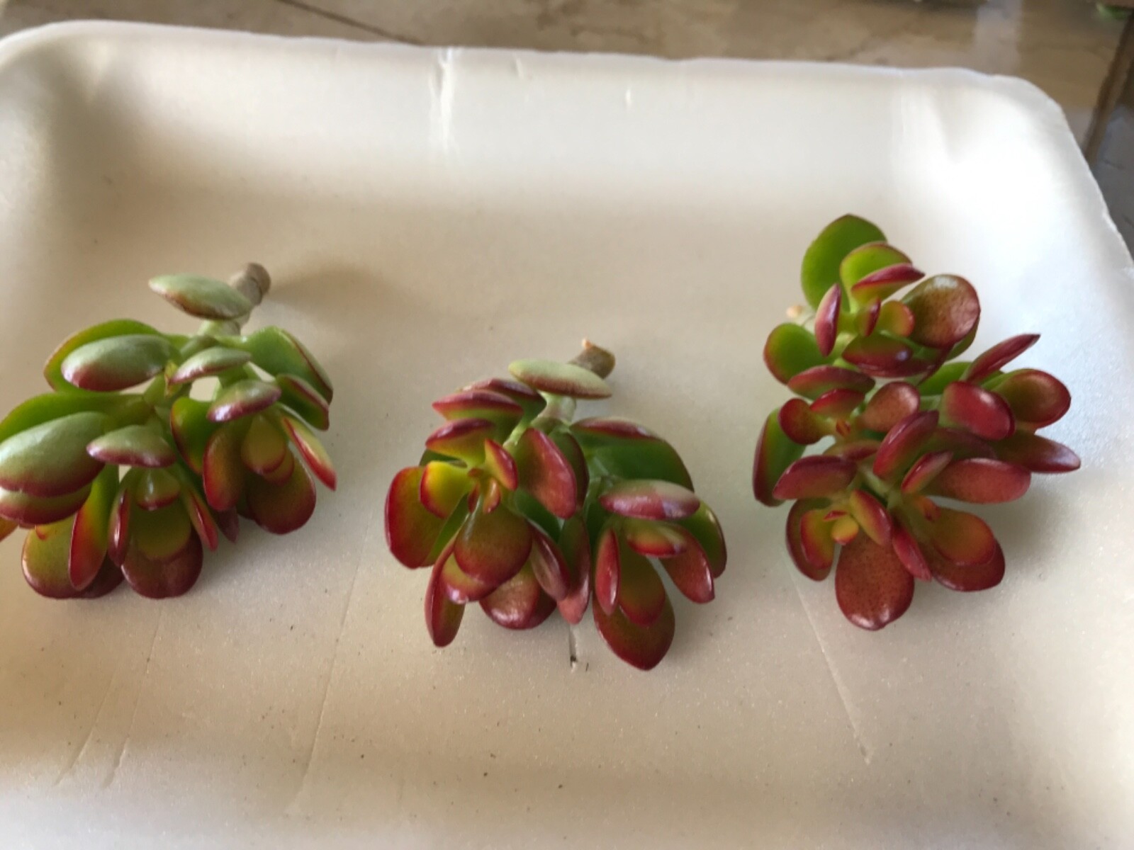3 Dwarf Baby Jade Plant-Crassula Ovata Crosby’s Compact 2-3″ Cuttings