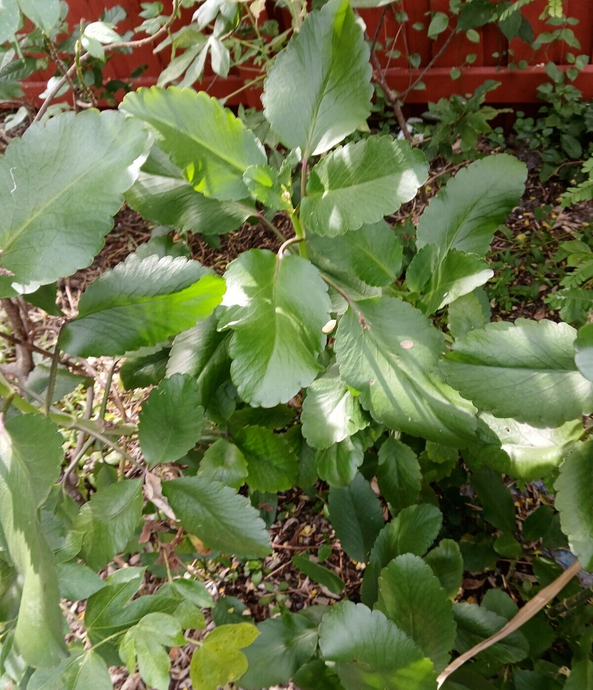 15 Organic Miracle leaf, Kalanchoe Pinnata Plant, Bryophyllum Pinnatum