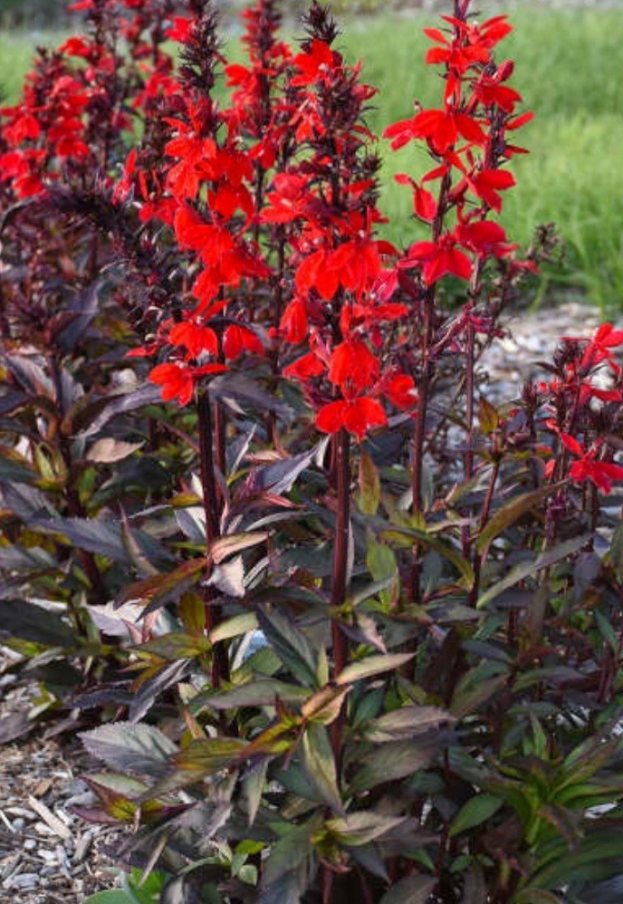 Lobelia Fan Burgundy