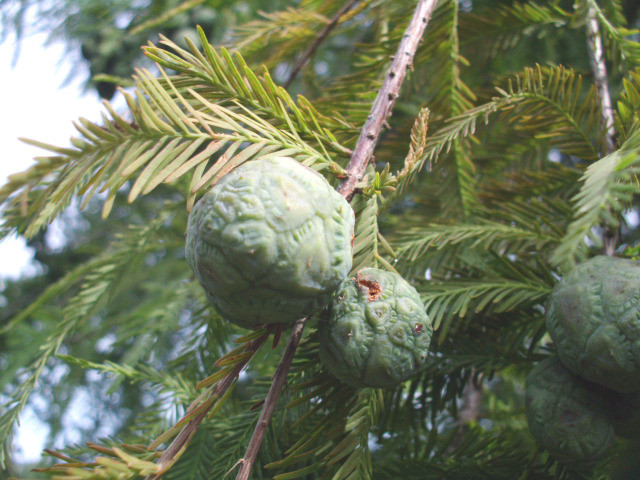 25 DAWN REDWOOD SEEDS – Metasequoia glyptostroboides