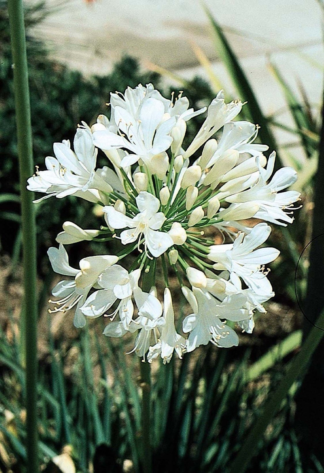 Agapanthus Getty White | 2 Inch | Agapanthus praecox | White Flowers | Borders