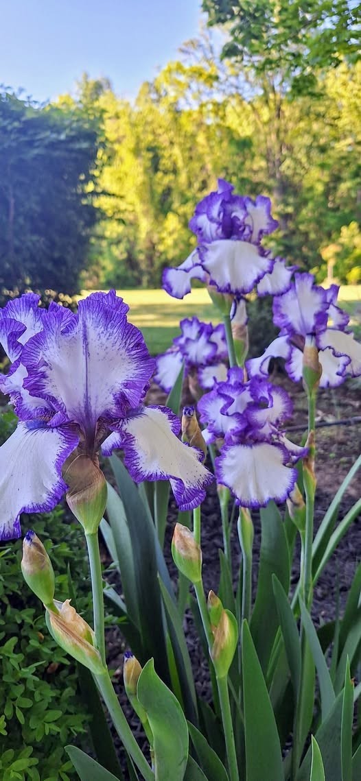 1 Tall Bearded Iris Rhizome/Bulb~HEMSTITCHED~Reblooming~Perennial Flowers