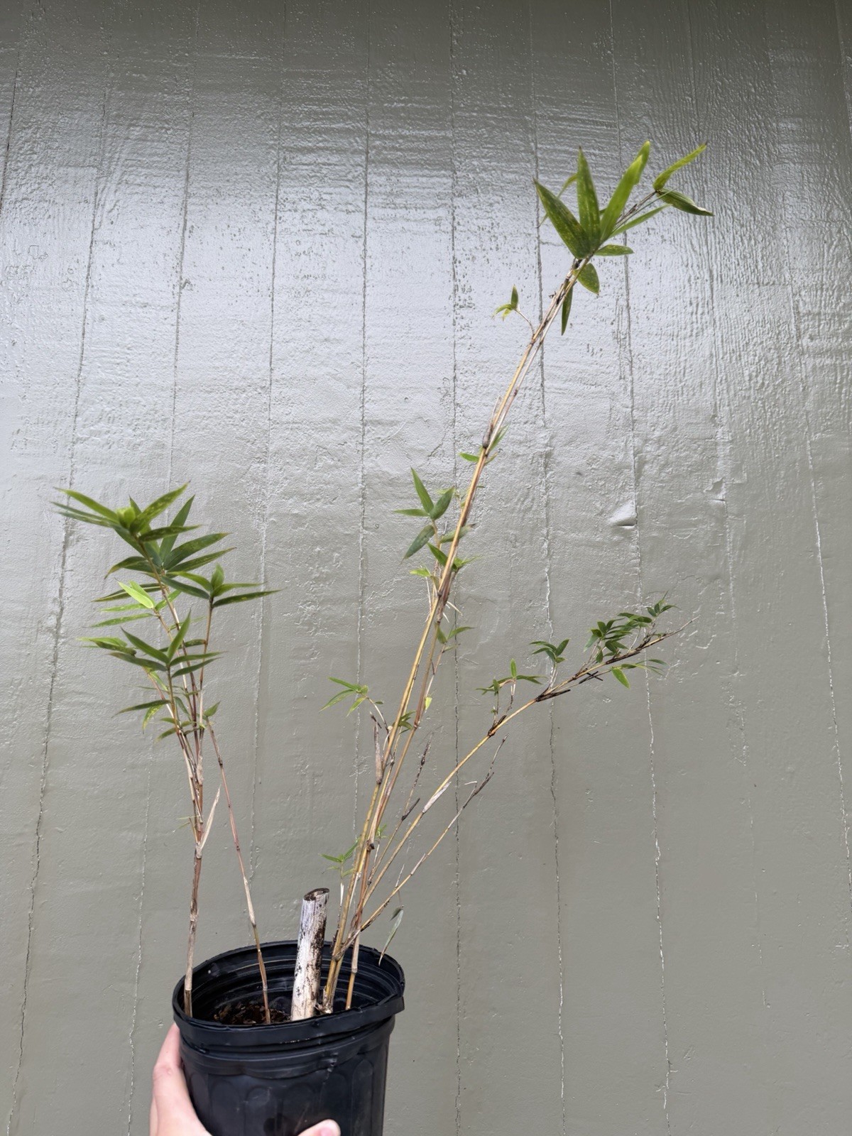 Alphonse Karr Bamboo Plant
