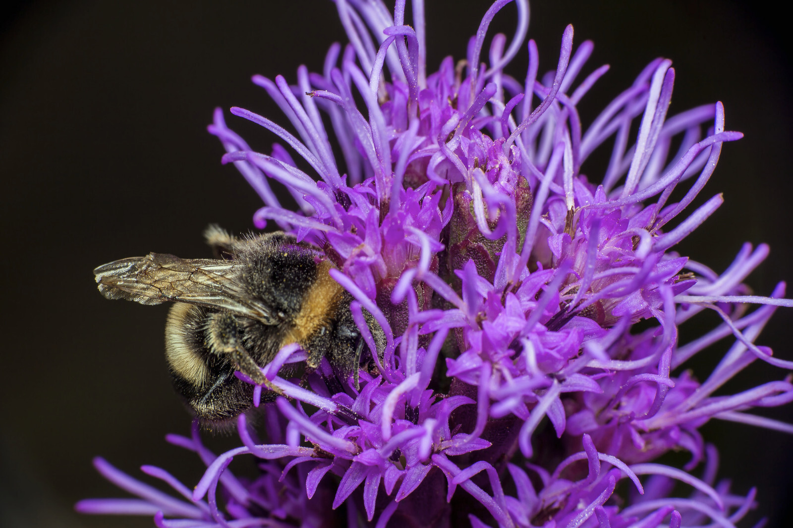 Liatris Spicata – Dense Blazing Star seed