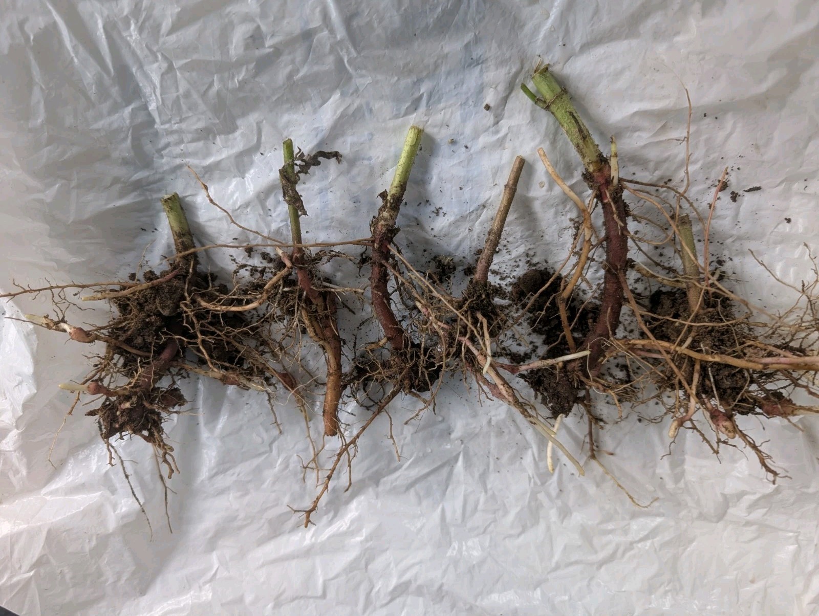 6 Small Medium red organic Jerusalem Artichoke Tubers FOR PLANTING