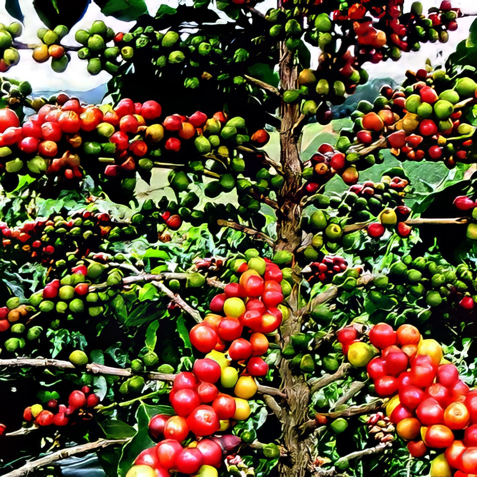 10 Coffea arabica Seeds Tropical EXOTIC Coffee Bean Indoor House Plant Tree RARE