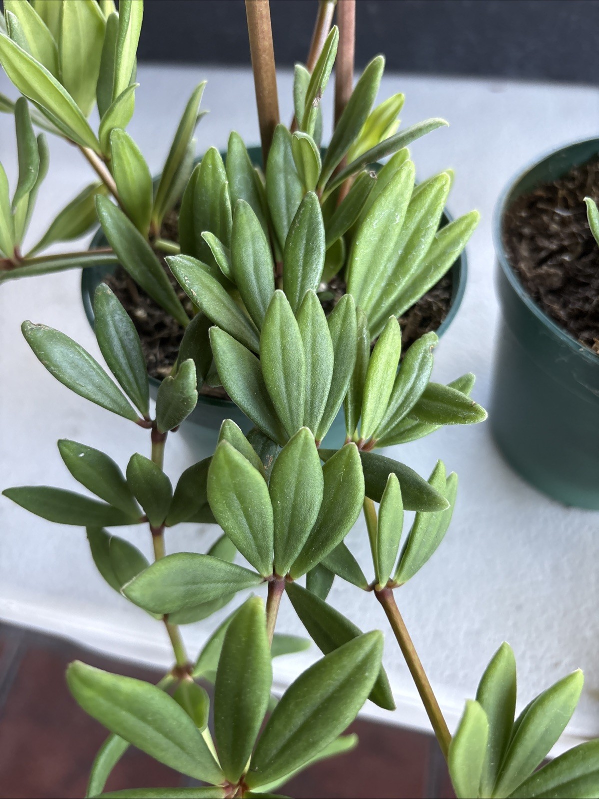 Peperomia () 3.5 In Pot Rare Succulent Live Plant
