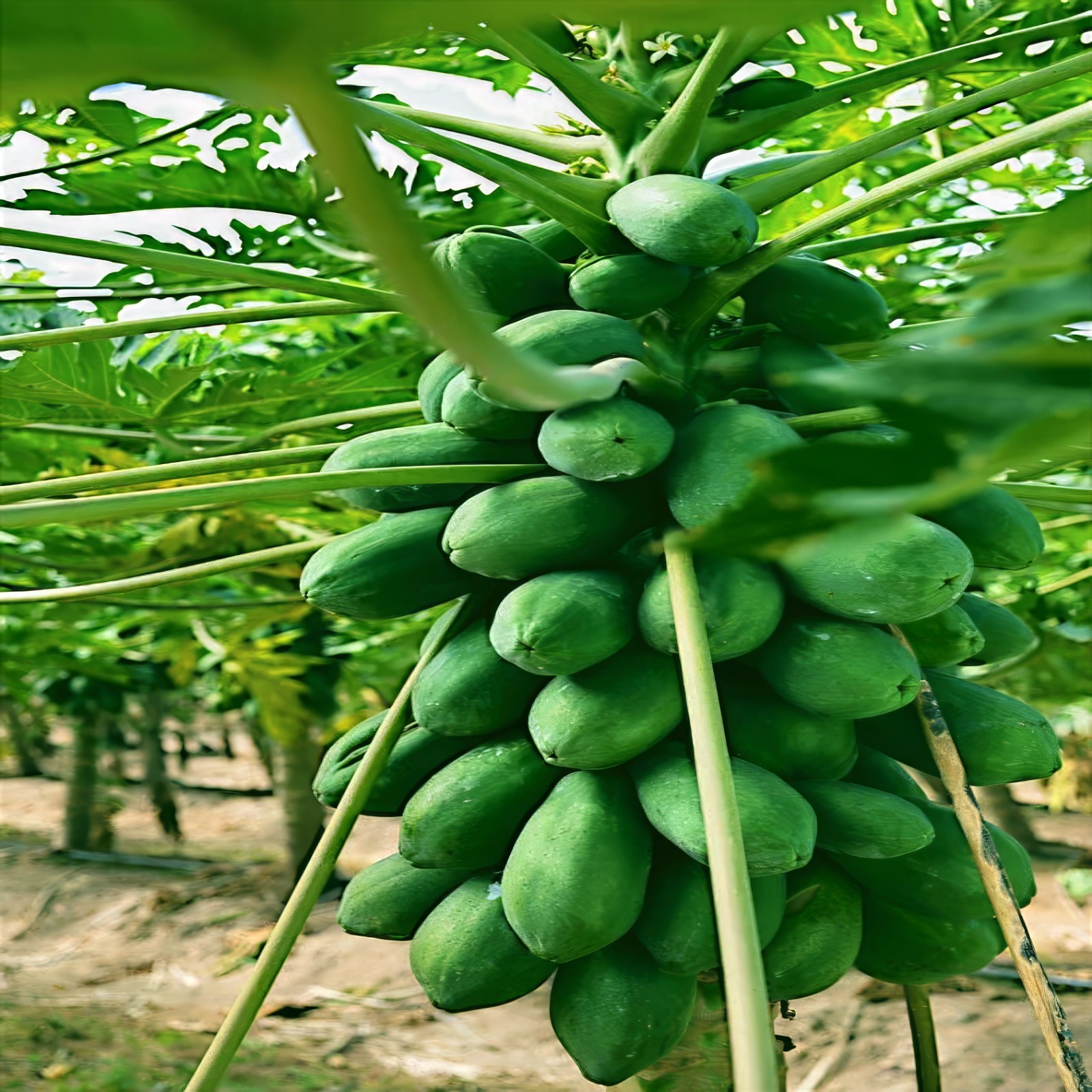 20 Dwarf Hawaiian Solo Sunrise Papaya Seeds Carica Melon Rare NON GMO Fruit Tree