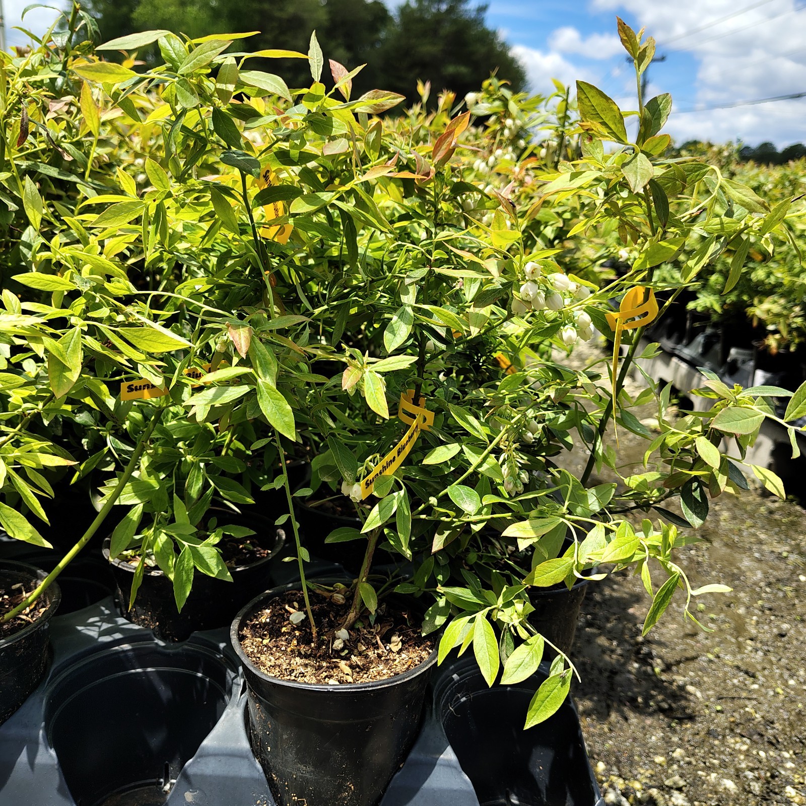 Sunshine Blue “Semi-Dwarf” Blueberry – Live Plant – ( 1 QT )