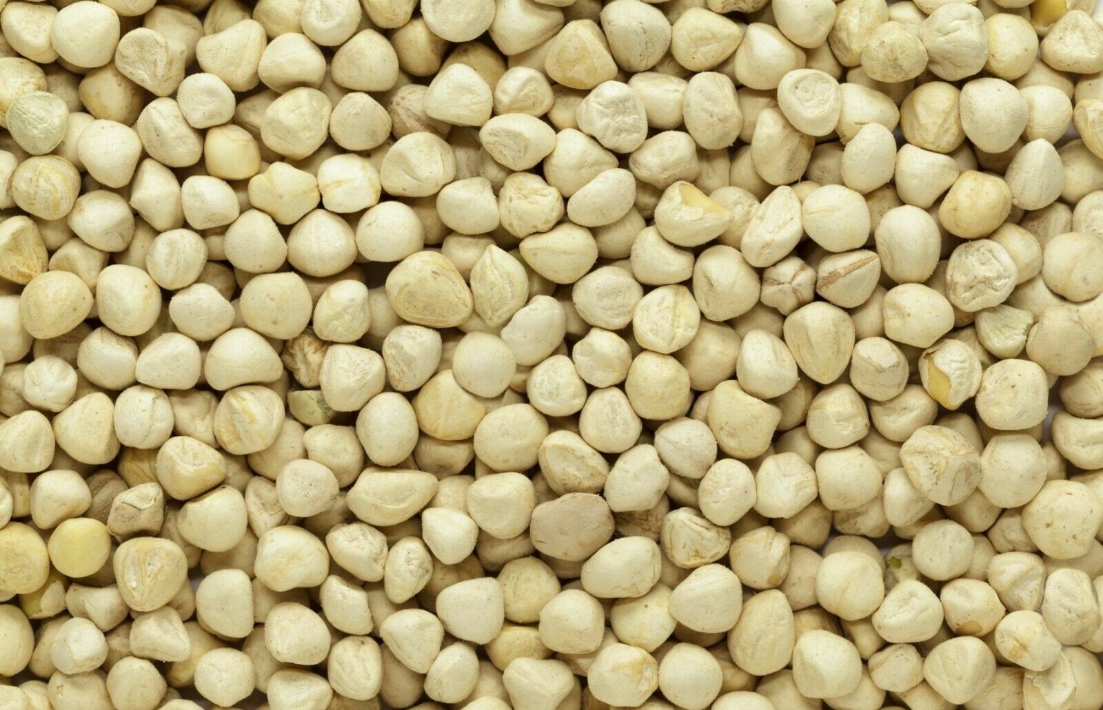 100 Moringa Oleifera Seeds Kernel 1 oz. SHELLED Fresh Organic Semilla De Moringa