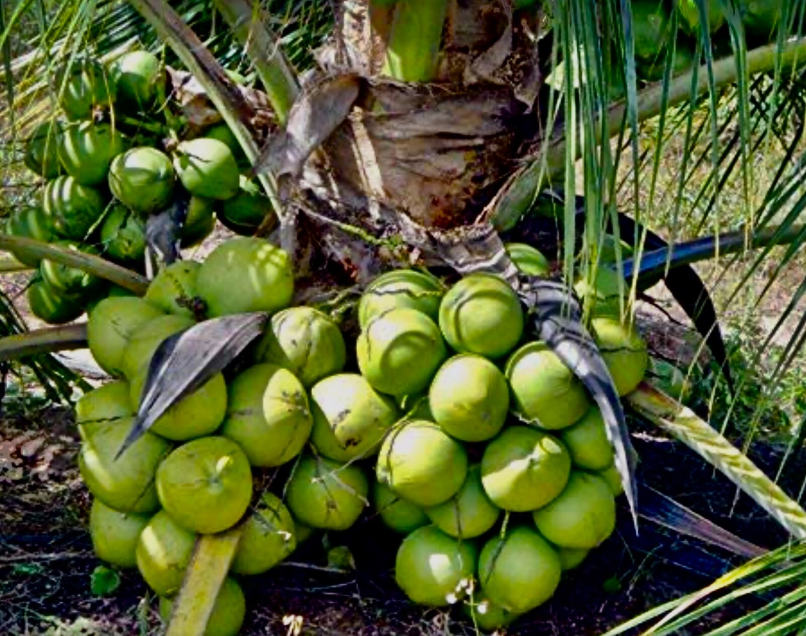 1 Dwarf COCONUT Organic Coconut seed sprouted Special Discount Week
