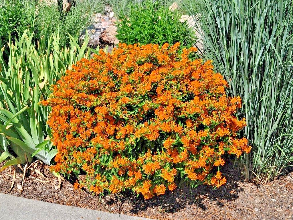 51+ORANGE BUTTERFLY Weed Seeds Native Wildflower Container Garden Heat Cold Easy