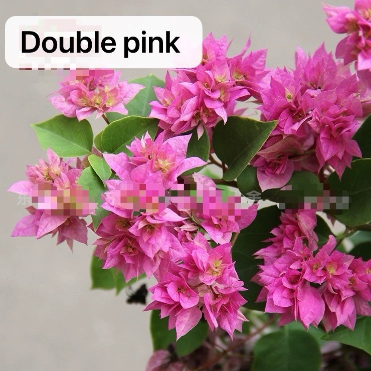 Doubld Petals Pink Bougainvillea 3 Gallon Pot 30 in Tall