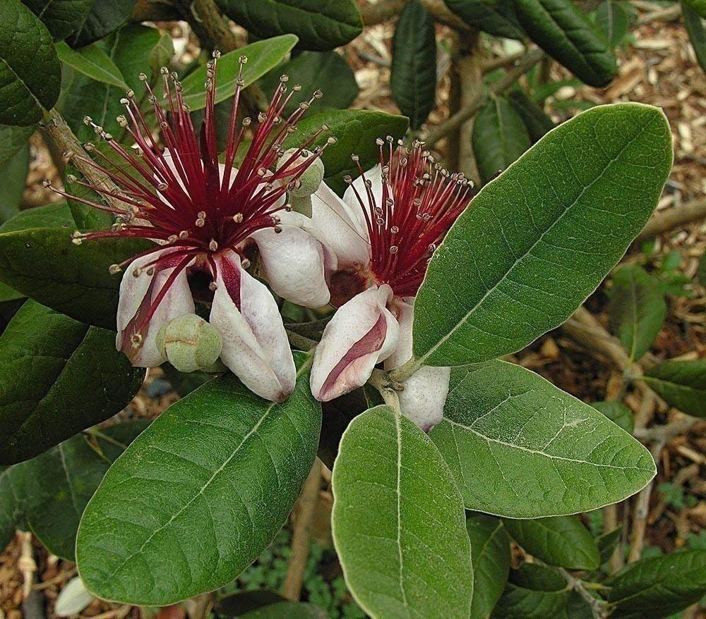 Pineapple Guava Plant – Live 4 Inch Plants – Feijoa Sellowiana – Edible…