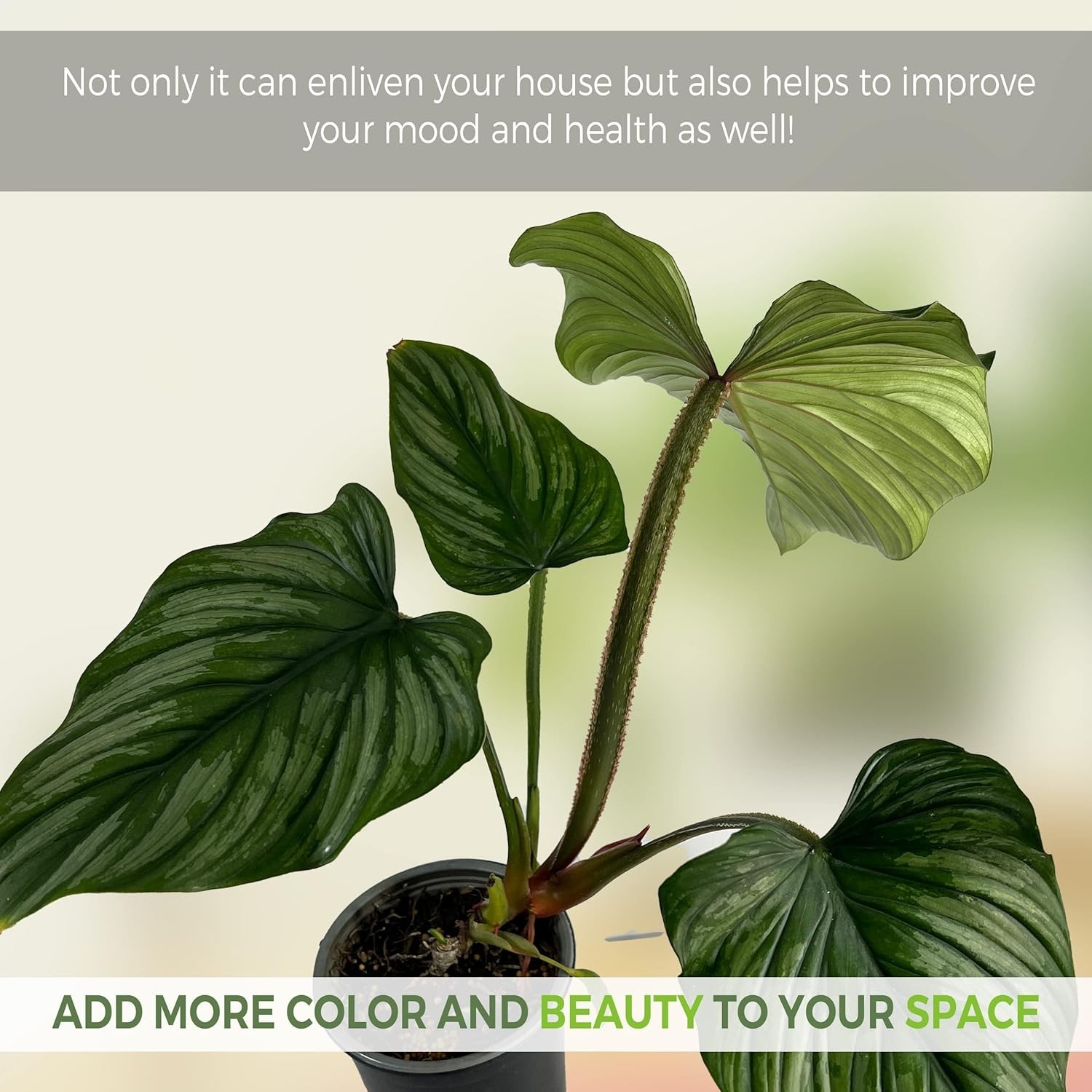 Philodendron Mamei Silver by LEAL PLANTS ECUADOR | Live Elephant Ear Plant