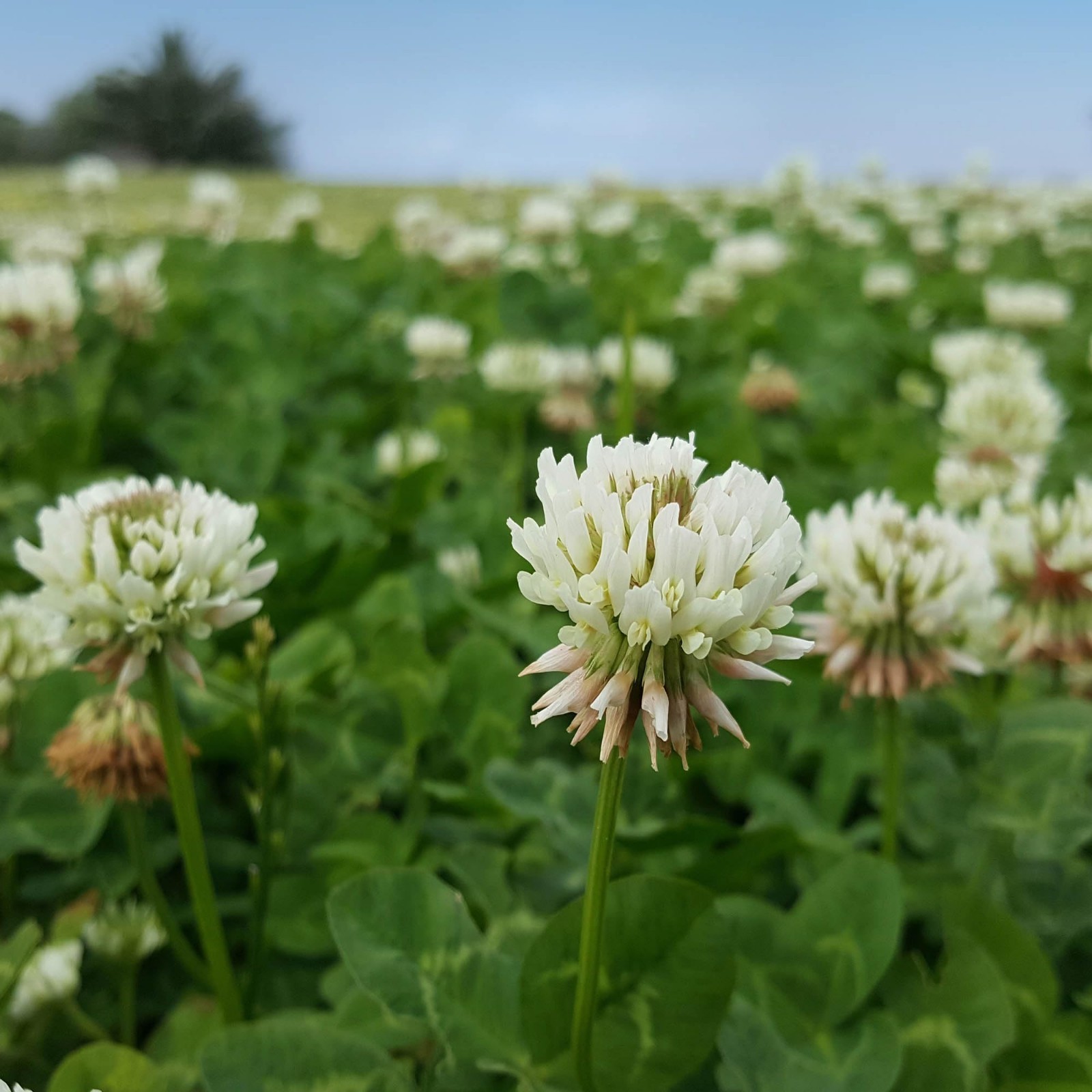 5 lbs Perennial White Dutch Clover Seed – Nitrocoated, Inoculated for Lawn, Eros