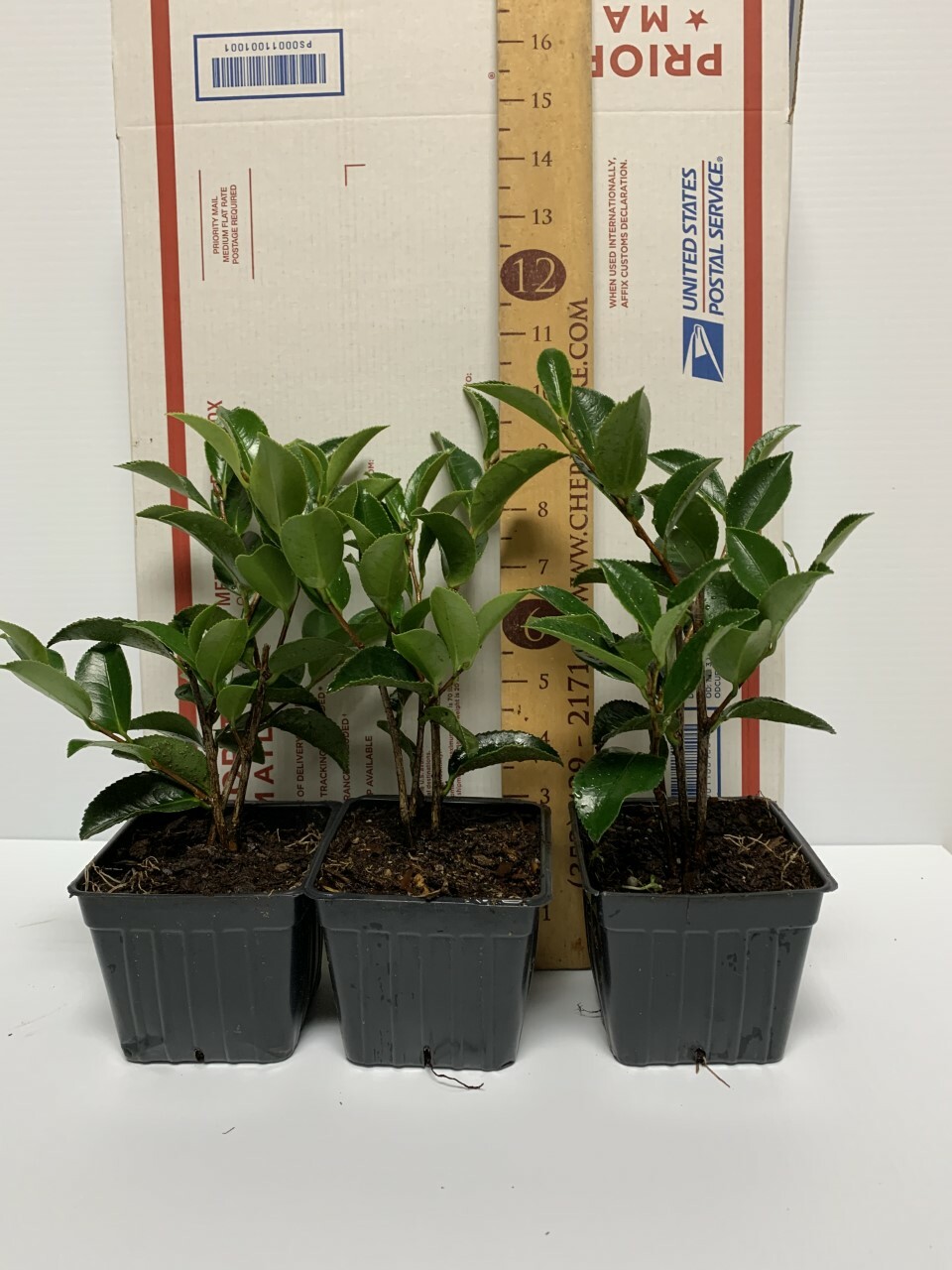 Camellia hiemalis ‘Shi Shi Gashira’/Shi Shi Sasanqua-3 inch Starter Pot