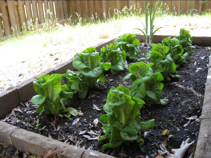 .5g/500+ Buttercrunch/Butterhead Fresh Lettuce Seeds NON-GMO-Delicate Texture