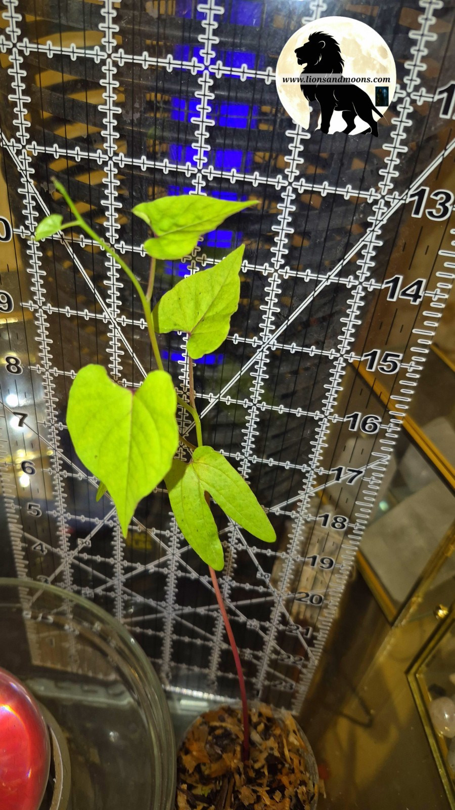 Heavenly Blue Morning Glory Live Plant Starter Blue Flowering Vine