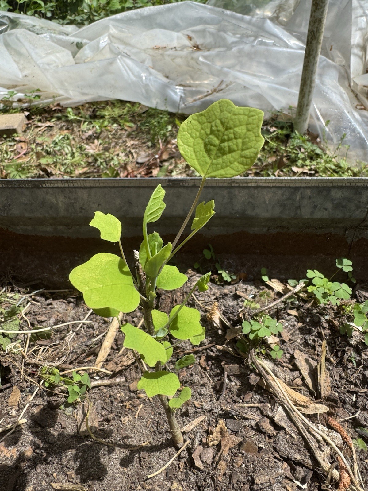 Tulip Poplar Seedling 12” Tall Above The Ground