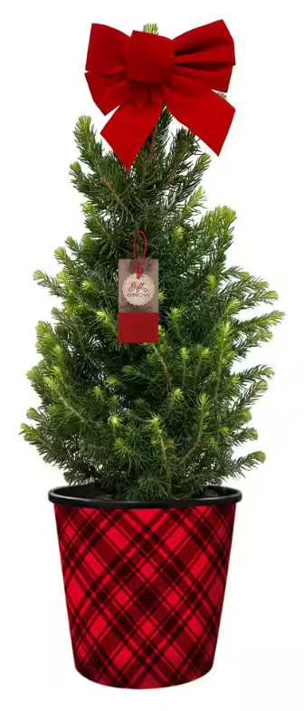Bell Nursery Picea Conica (Dwarf Alberta Spruce) In 1 Gallon Decorative Pot