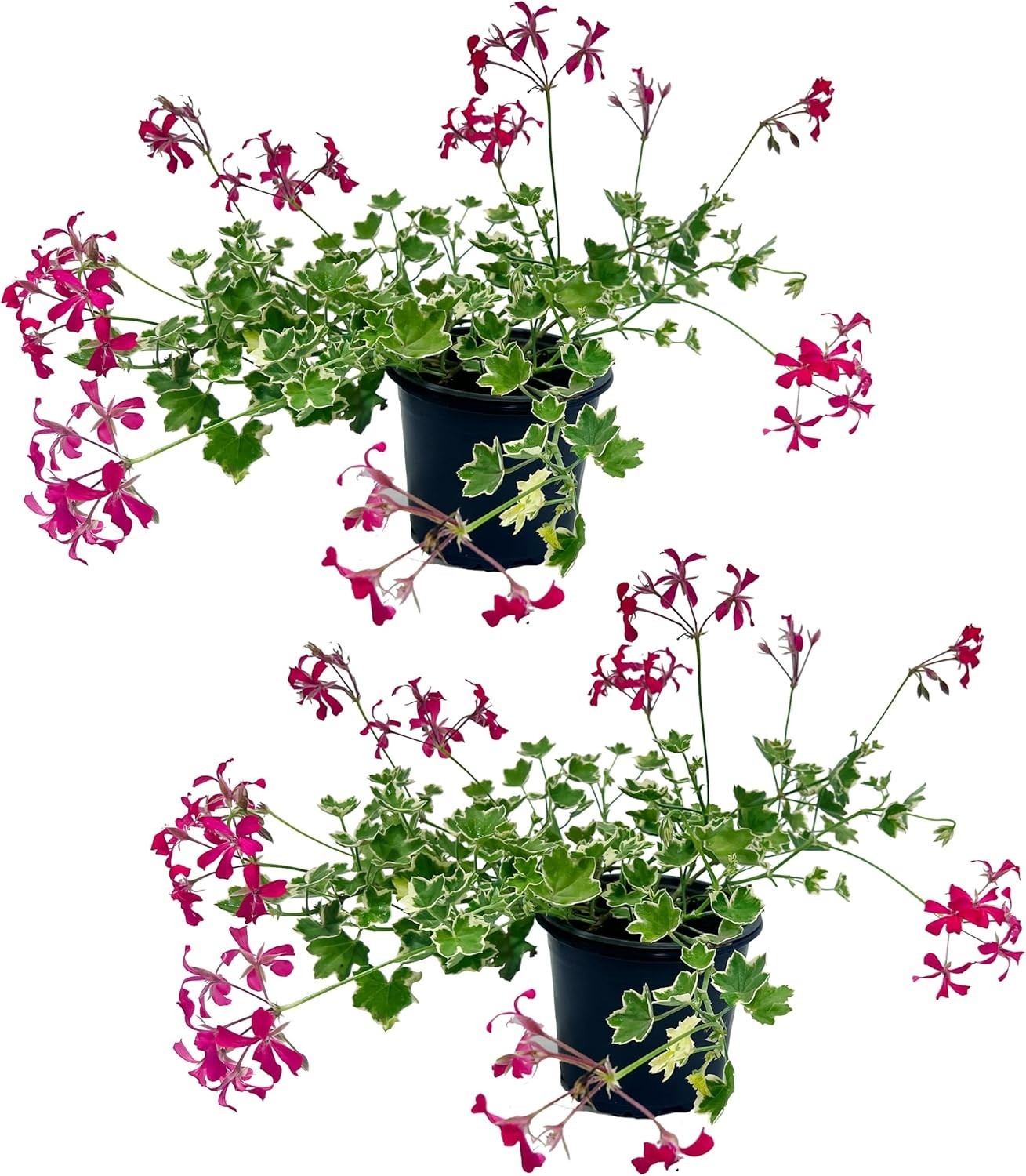 Pelargonium Evka (Packof 2), Cheerful Blooms Flowering Plant