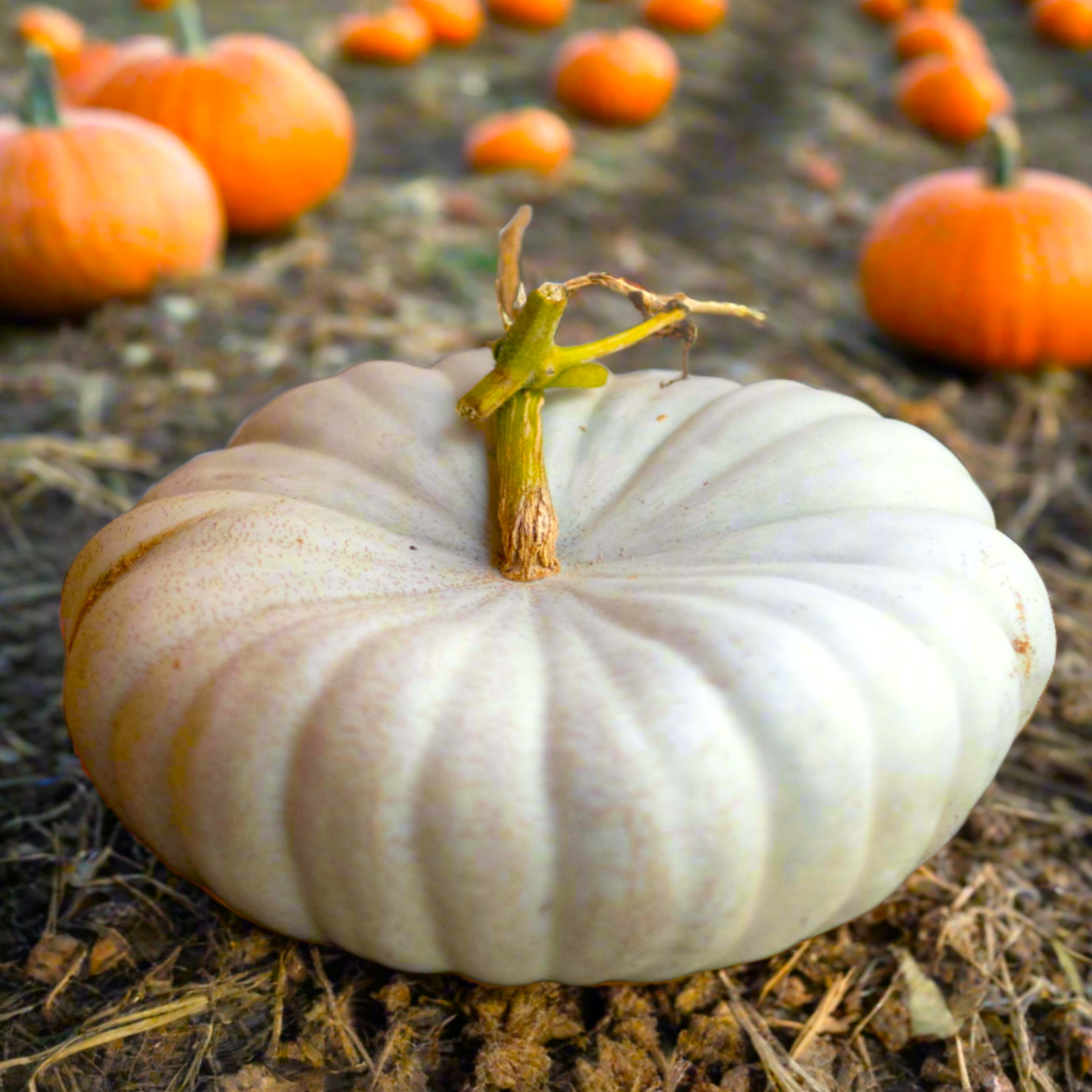 Flat White Boer Pumpkin Seeds | Stackable Cinderella Casper Squash Seed 2025