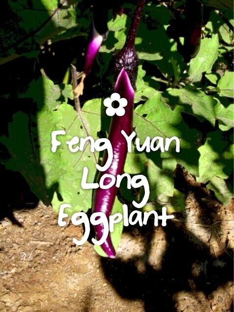 RARE✿ New! Heirloom Fengyuan Long Eggplant 15 Seeds ●Excellent Quality