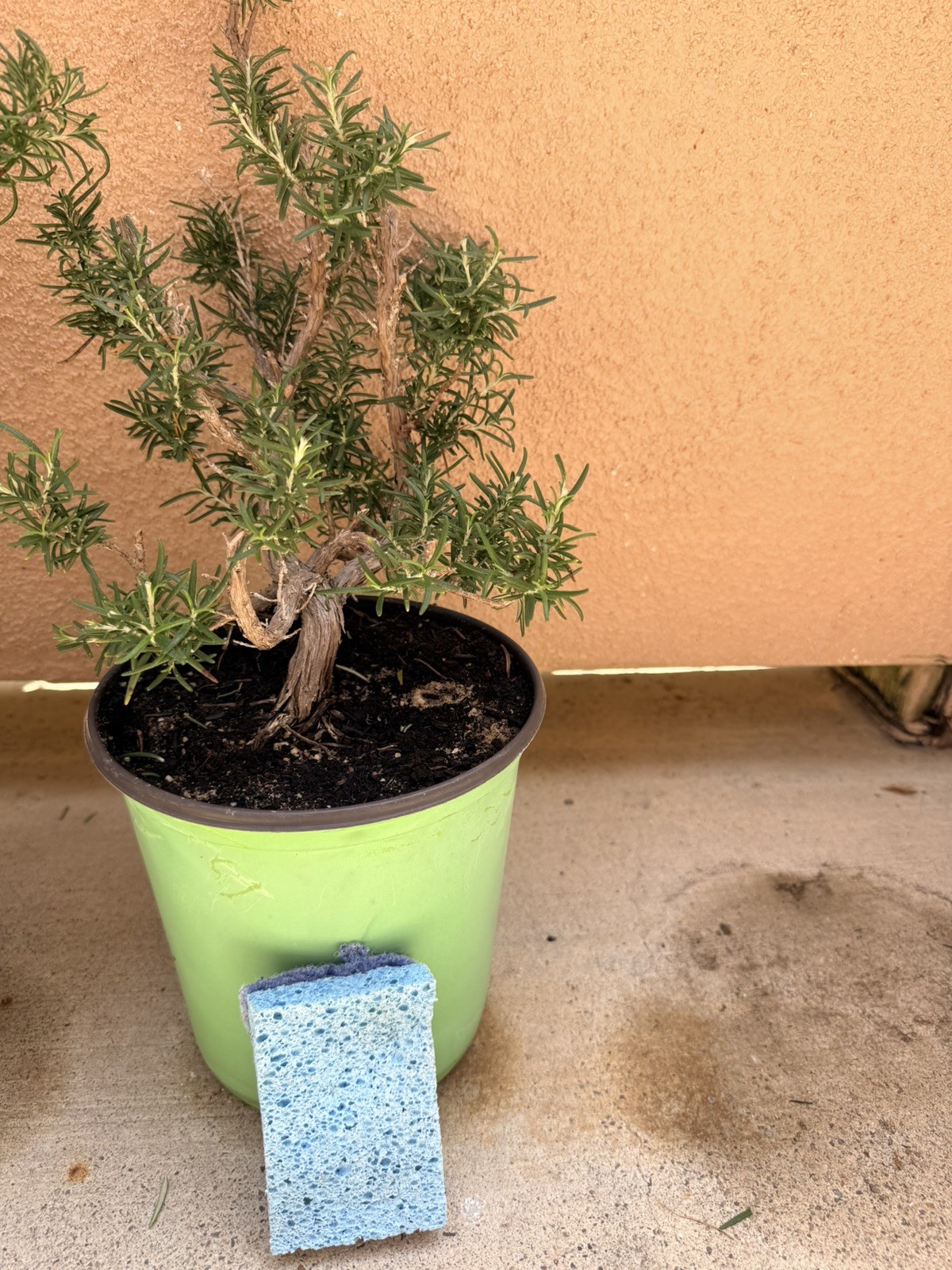 Rosemary Rosmarinus Pre Bonsai Dwarf Shohin Nice Movement Trunk Flowers Fragrant