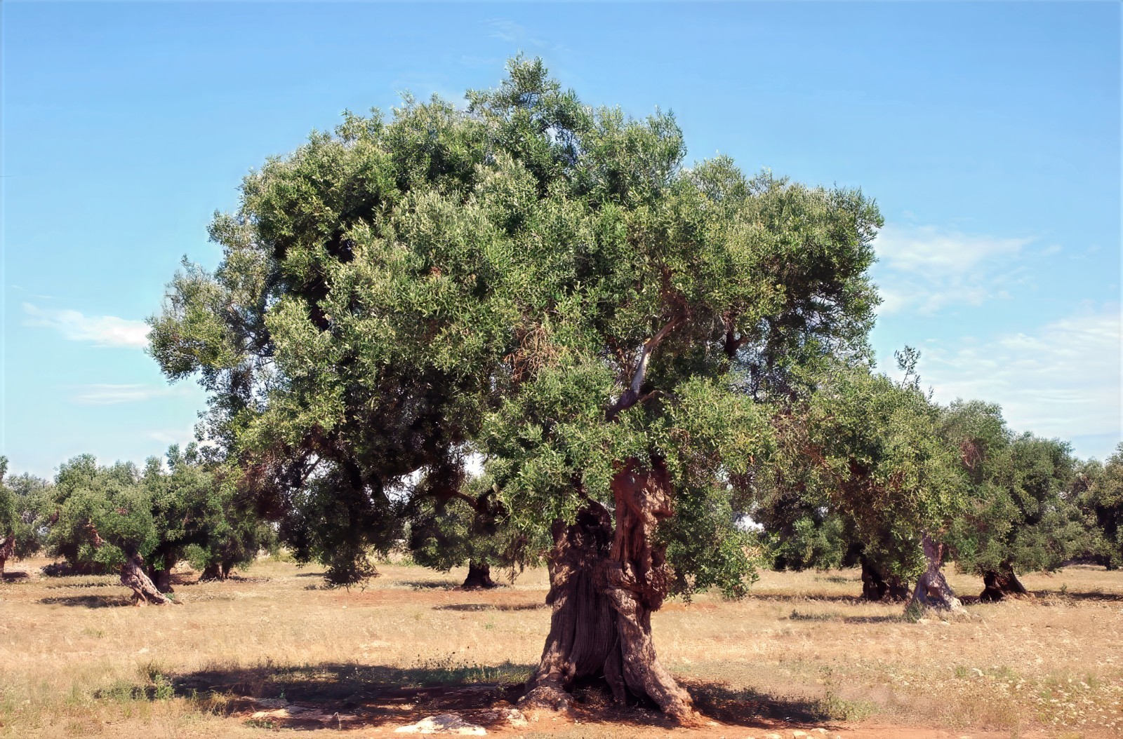10 CANINO OLIVE TREE SEEDS (Olea europaea) European Common Edible Fruit Plant