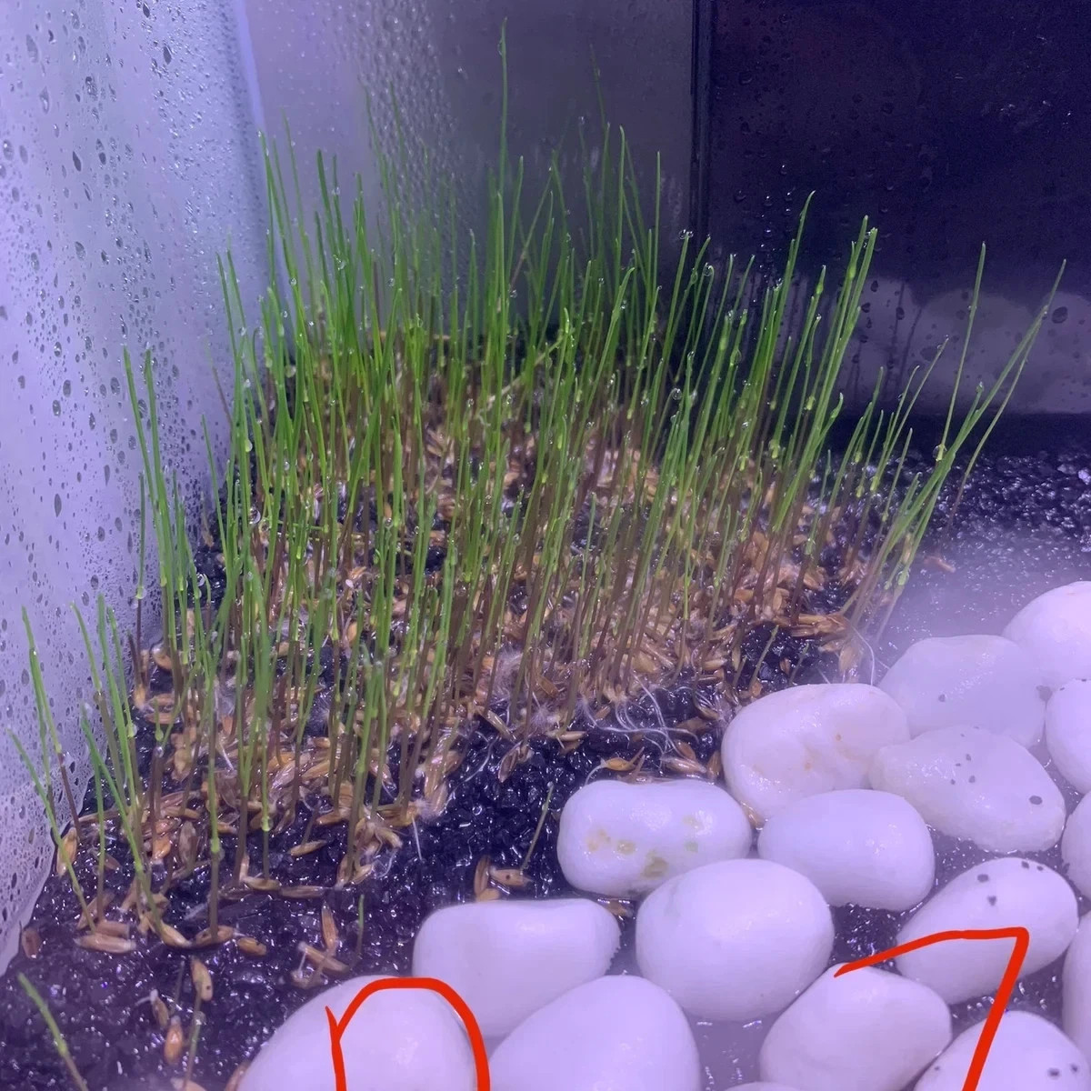 500Pcs Big Cow Hair Grass Seeds Aquarium Aquatic Plant for Tank USA Seller