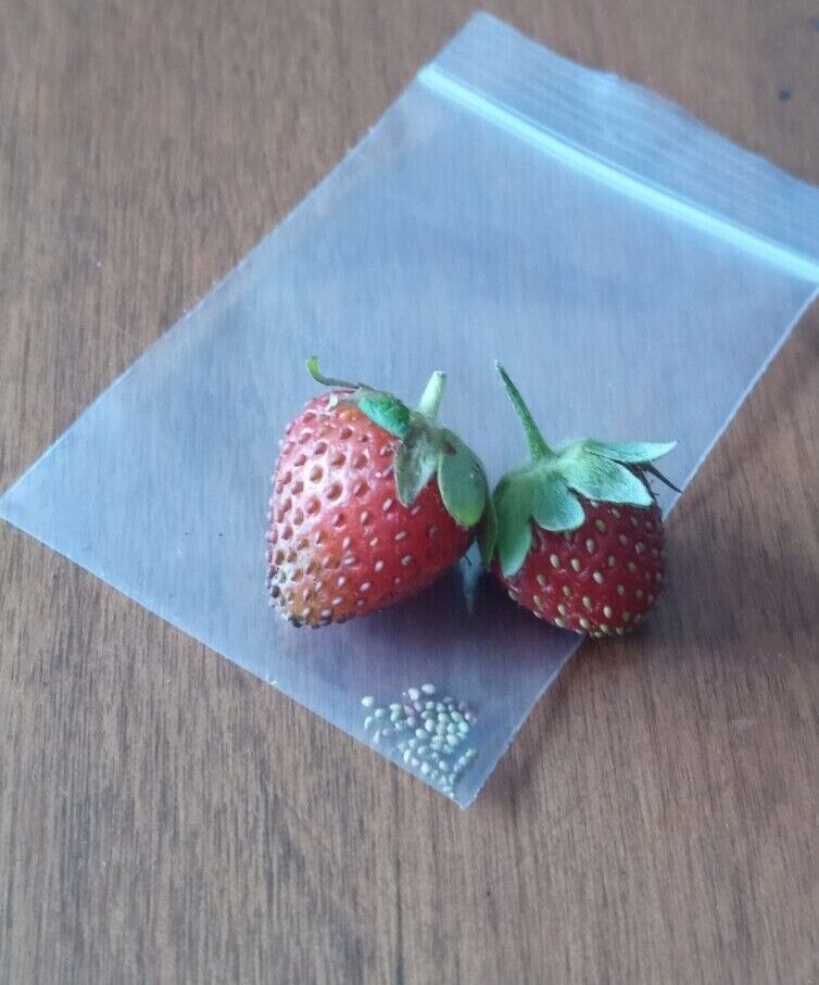 All Natural Michigan Wild Perennial Strawberry Seeds
