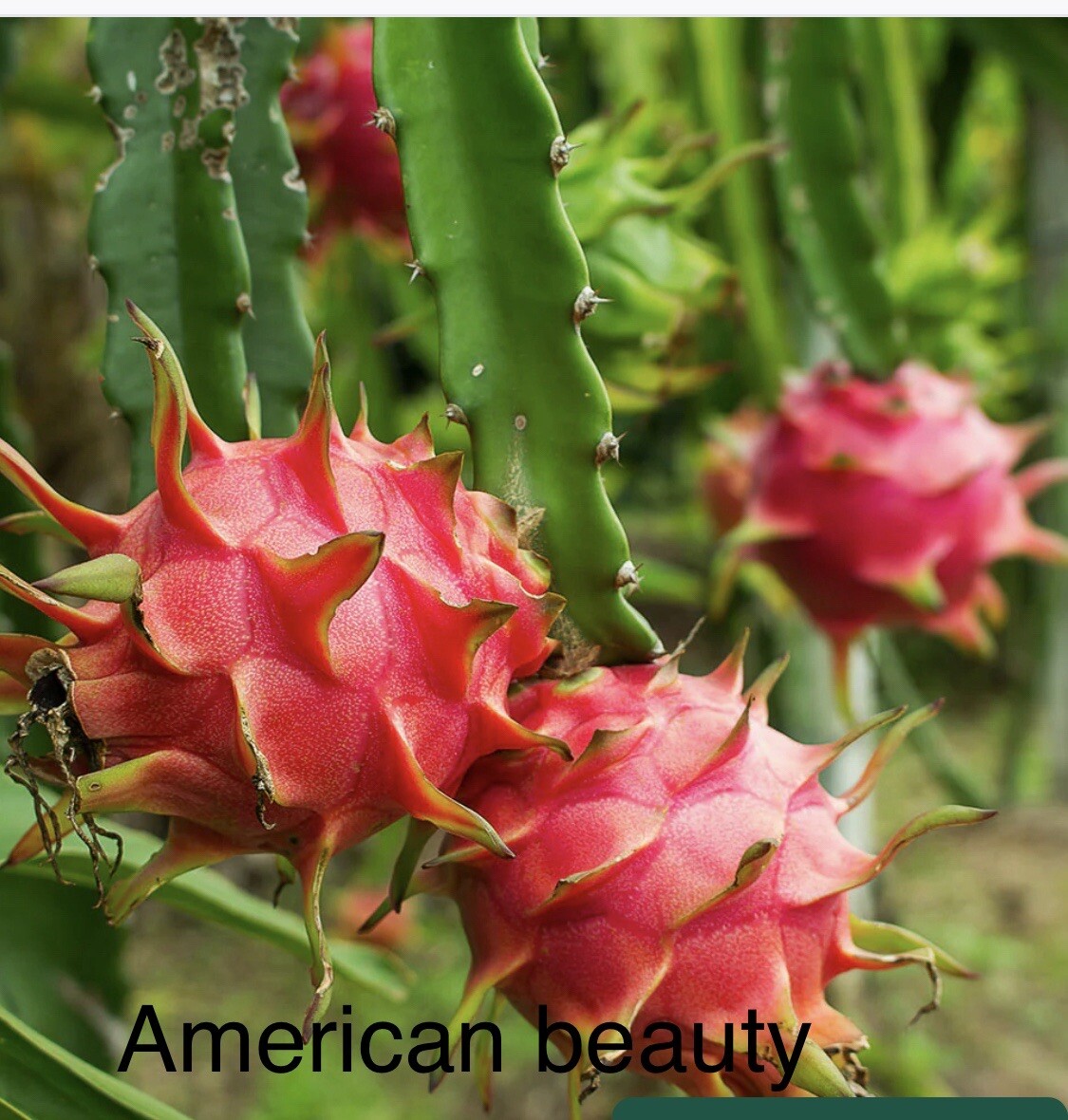 3 Dragon Fruit, Cutting From 8-12 Inches