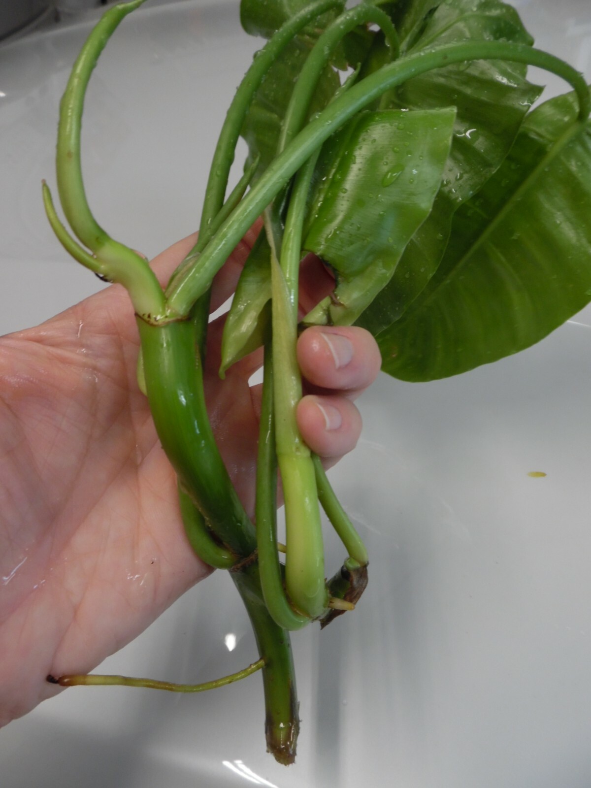 Burle Marx PHILODENDRON one tropical plant clipping