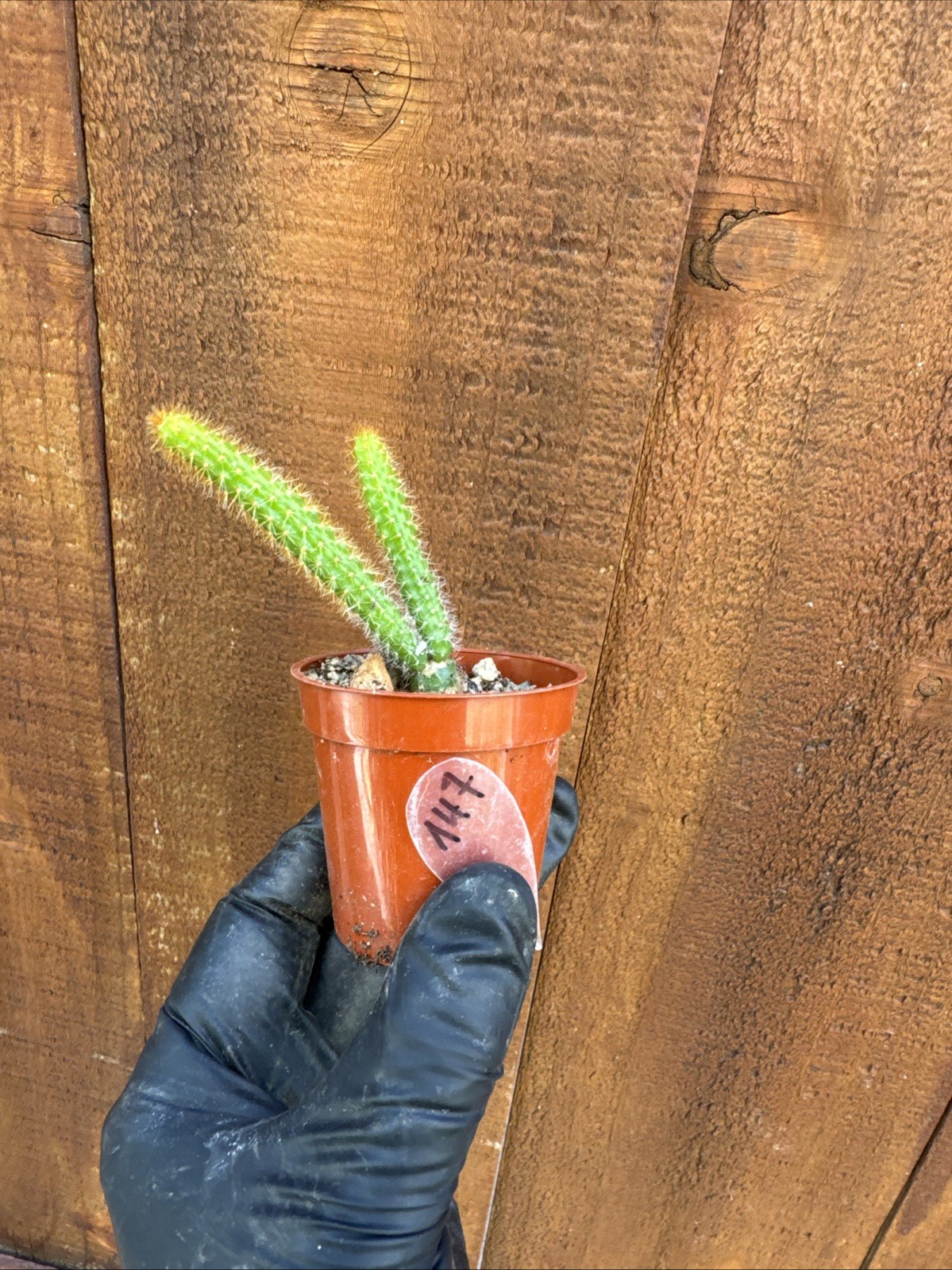 Rat Tail Live Cactus/Succulent Fully Rooted-Aporocactus Flagelliformis.