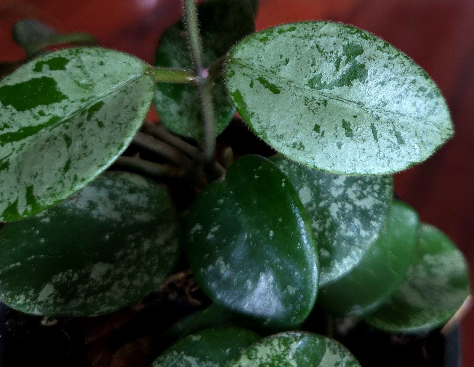 RARE Hoya Splashy Carnosa X Serpens 11″ Long No Monstera Philodendron Anthurium