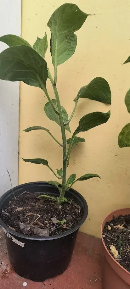 Orange Manzano Pepper Plants