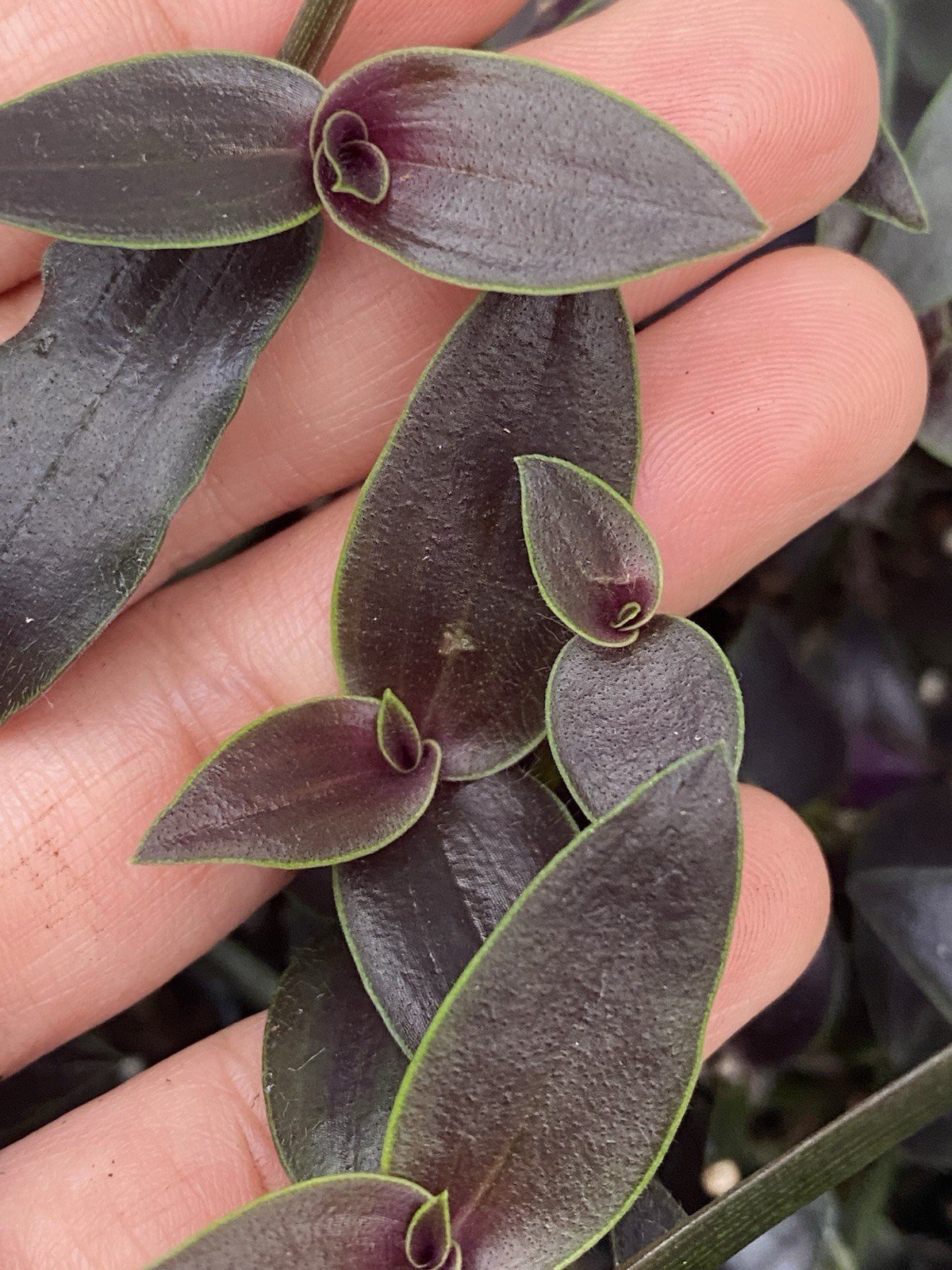 Dark Desire Wandering Dude, Tradescantia Jose Puig, Rare 2 Rooted Cuttings