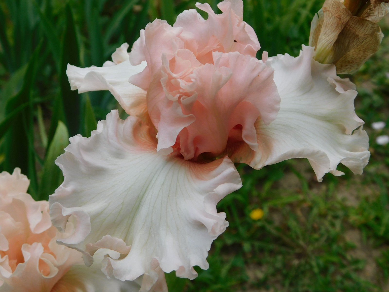 Tall Bearded Iris MAGICAL LOT A Freshly Dug