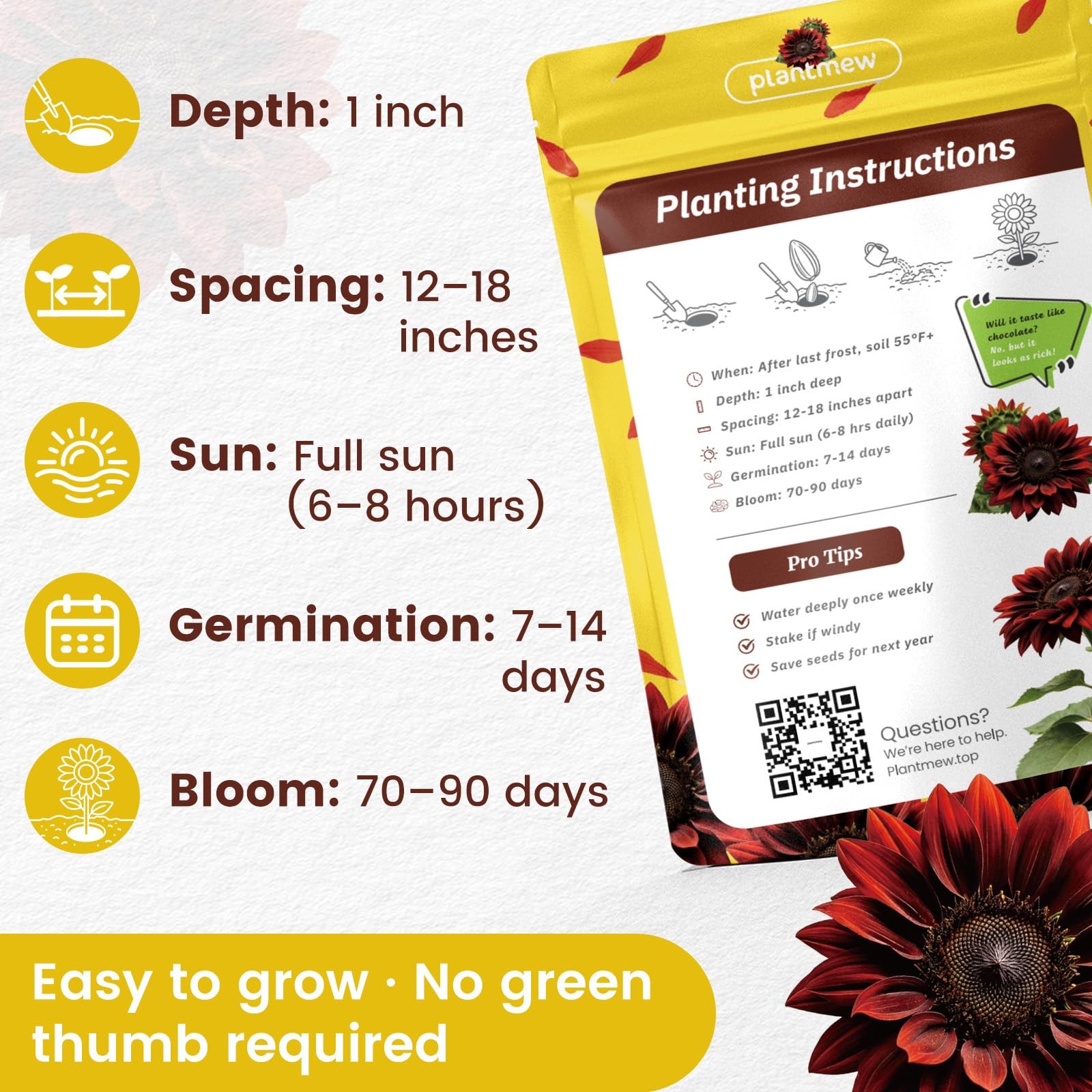 Chocolate Cherry Sunflower Seeds for Planting | Rare Burgundy Black Blooms, 6…
