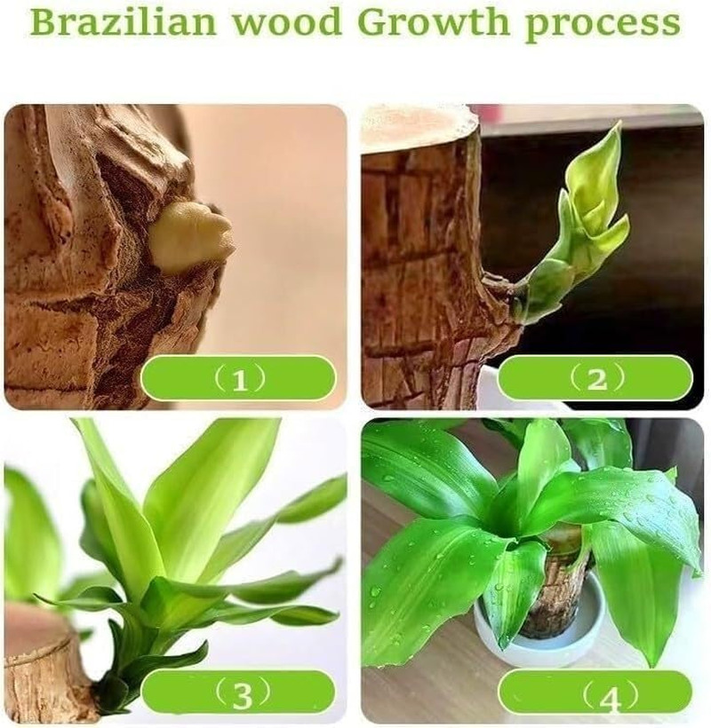 Brazilian Wood Plant Brazilian Lucky Wood Plant