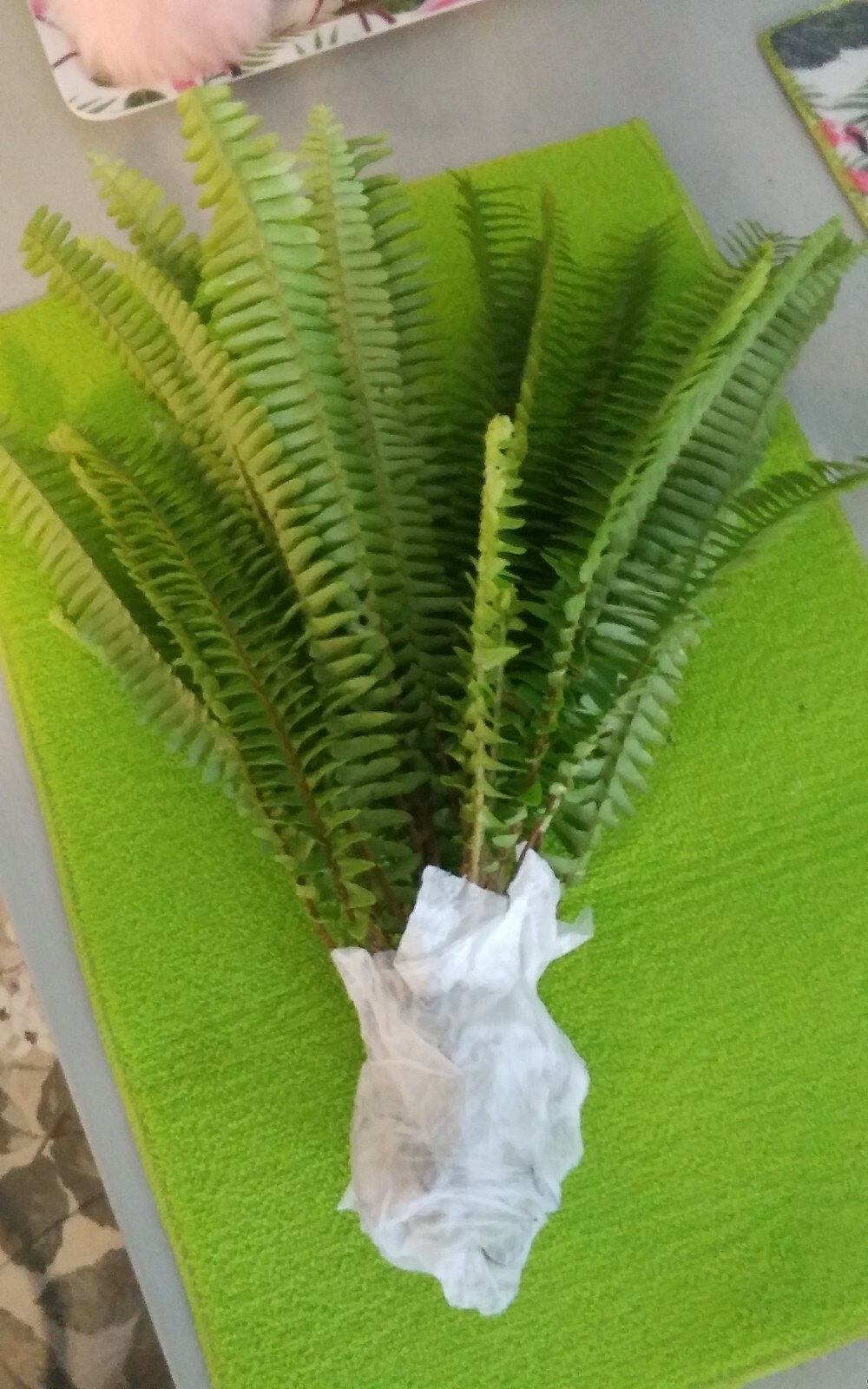 15 Rooted Live Boston Fern Plants Tropical Garden Organic Sheady Place Evergreen